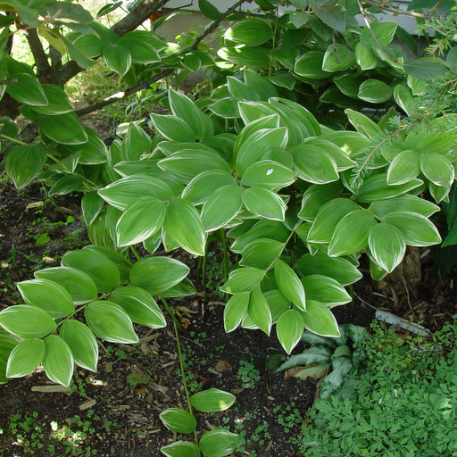 Polygonatum multiflorum 'Variegatum' - Click Image to Close